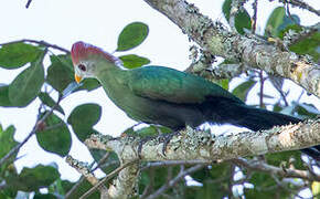 Red-crested Turaco