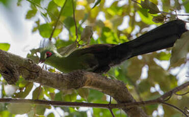 Touraco vert