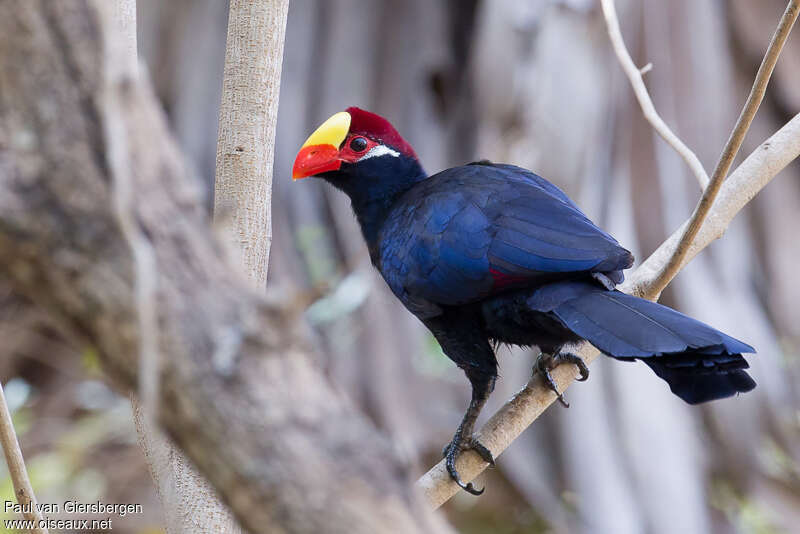 Touraco violetadulte, identification