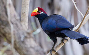 Violet Turaco