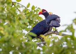 Violet Turaco