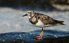 Ruddy Turnstone