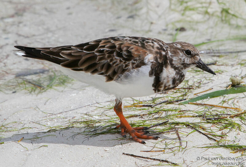 Ruddy Turnstone