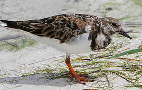 Ruddy Turnstone