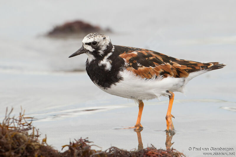 Ruddy Turnstone