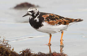 Ruddy Turnstone