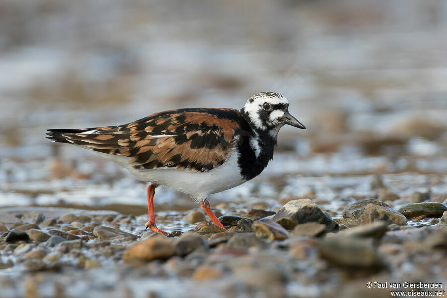 Ruddy Turnstoneadult breeding