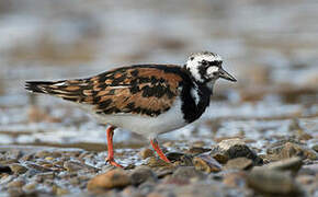 Ruddy Turnstone