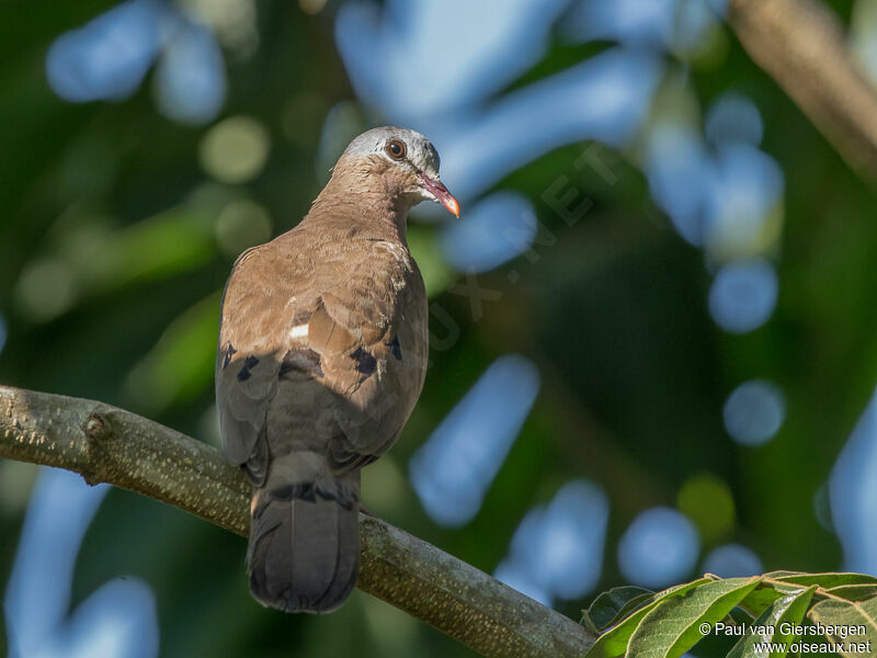 Blue-spotted Wood Dove