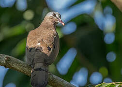 Blue-spotted Wood Dove