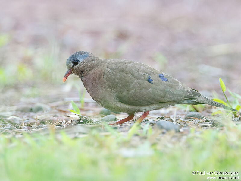 Blue-spotted Wood Dove