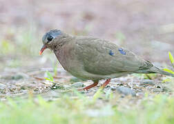 Blue-spotted Wood Dove