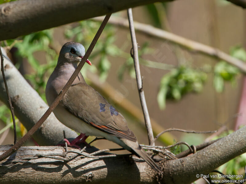 Blue-spotted Wood Dove