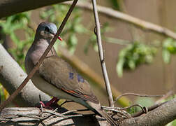 Blue-spotted Wood Dove