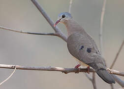 Blue-spotted Wood Dove