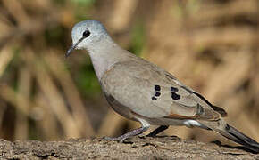 Black-billed Wood Dove