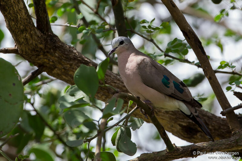 Black-billed Wood Dove