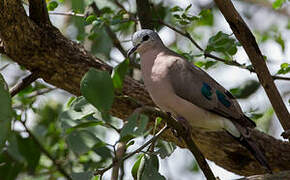 Black-billed Wood Dove