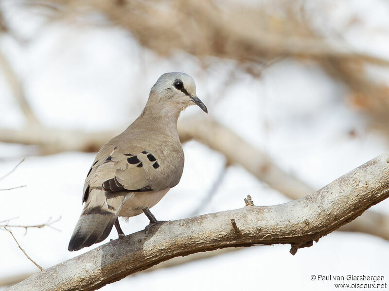 Black-billed Wood Dove