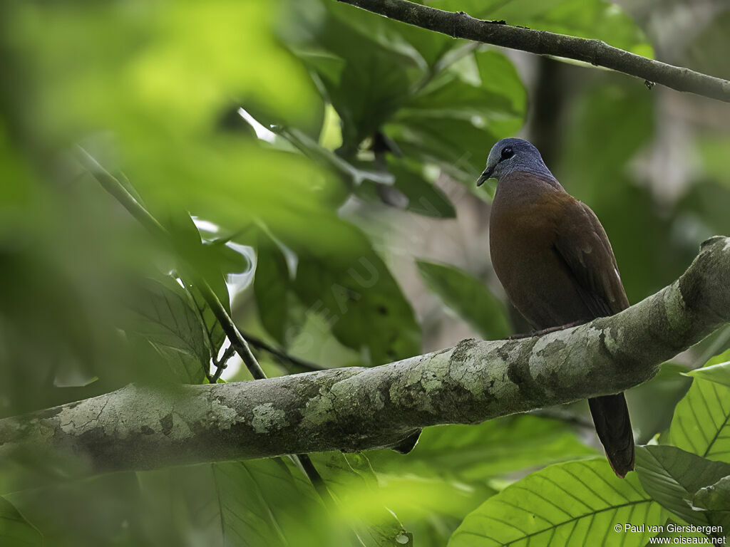 Blue-headed Wood Doveadult