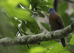 Blue-headed Wood Dove