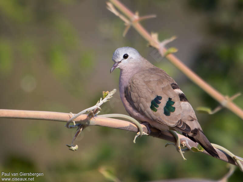 Emerald-spotted Wood Doveadult, aspect