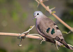 Emerald-spotted Wood Dove