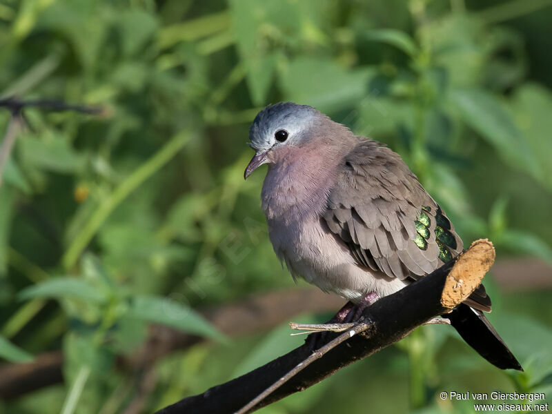 Emerald-spotted Wood Dove