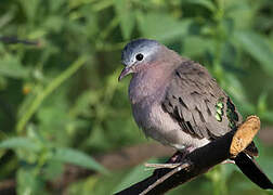 Emerald-spotted Wood Dove