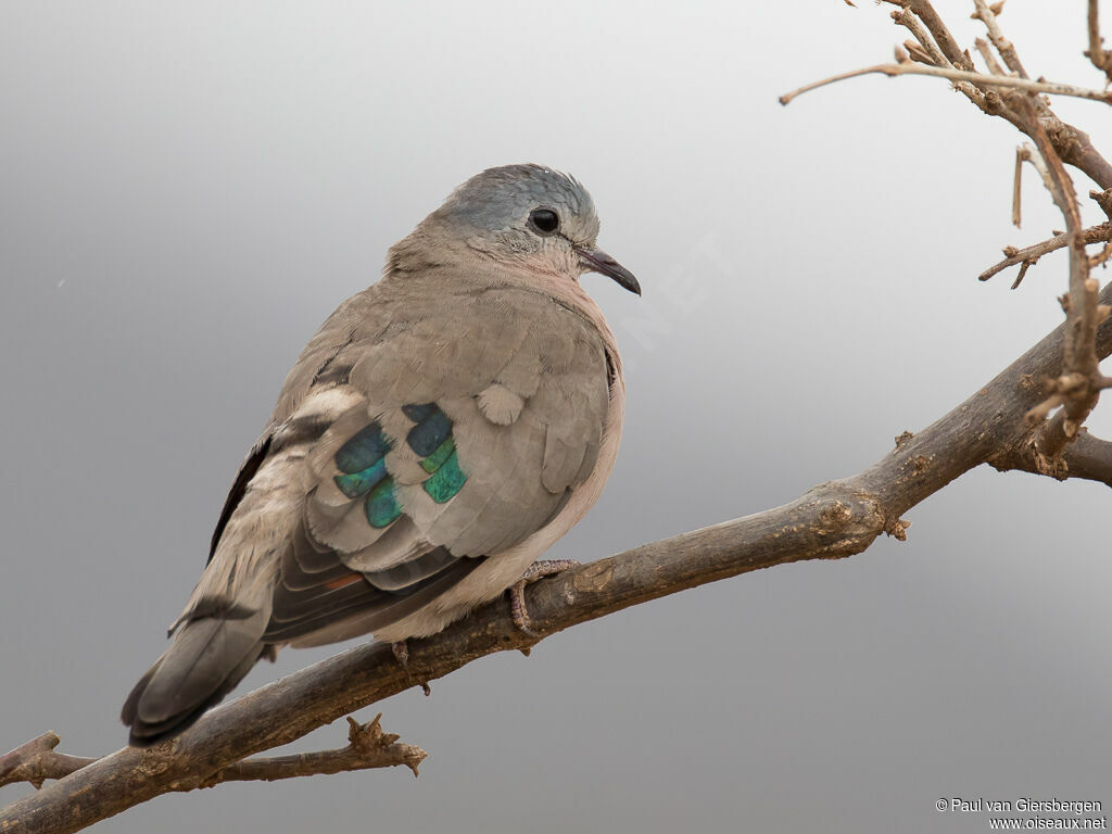 Emerald-spotted Wood Doveadult