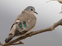 Emerald-spotted Wood Dove