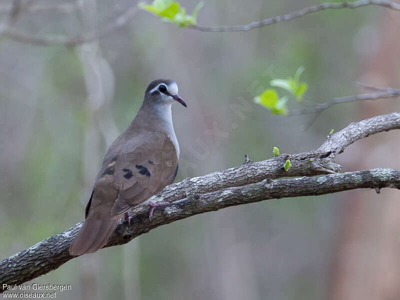 Tambourine Doveadult, identification