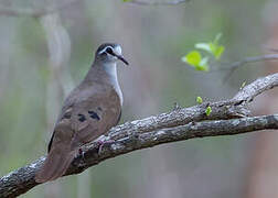 Tambourine Dove