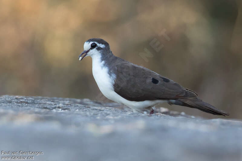 Tourtelette tambouretteadulte, mange