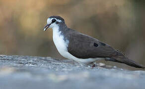 Tambourine Dove