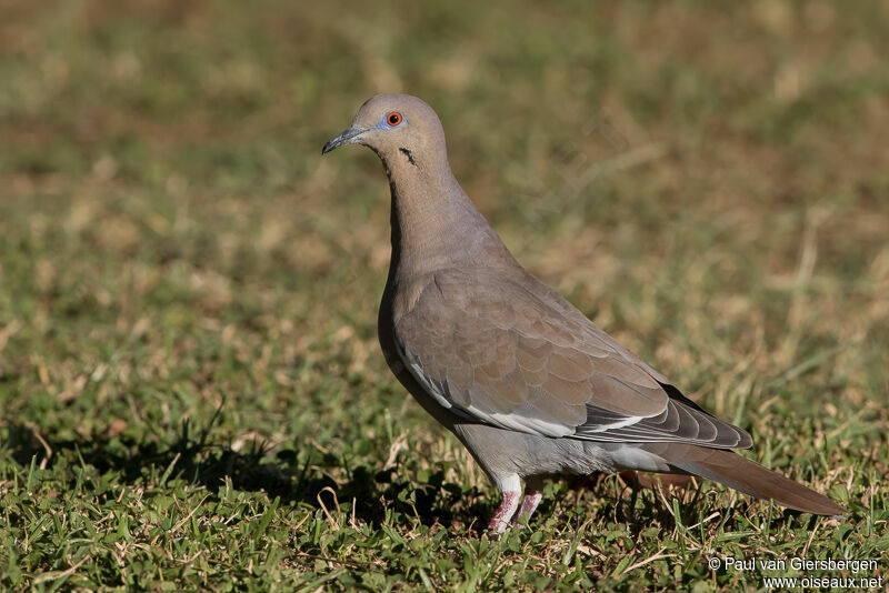 White-winged Dove