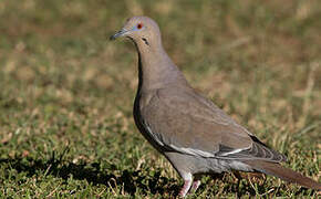 White-winged Dove