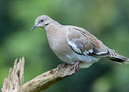 White-winged Dove