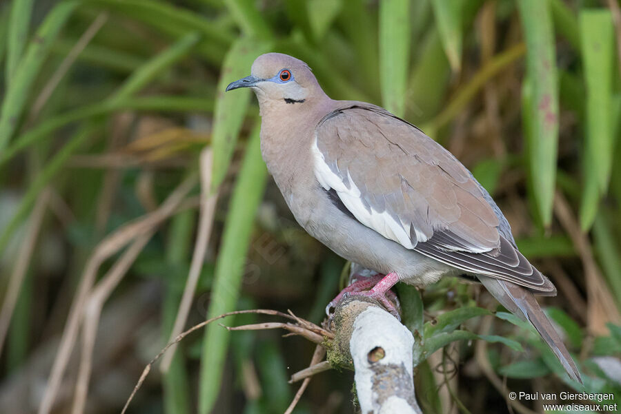 White-winged Doveadult