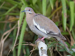 White-winged Dove