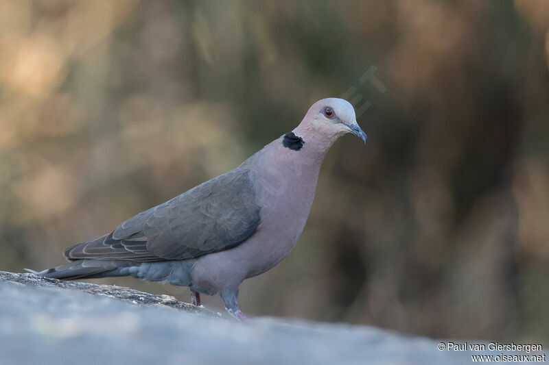 Red-eyed Doveadult