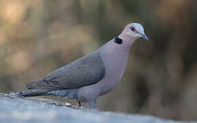 Red-eyed Dove