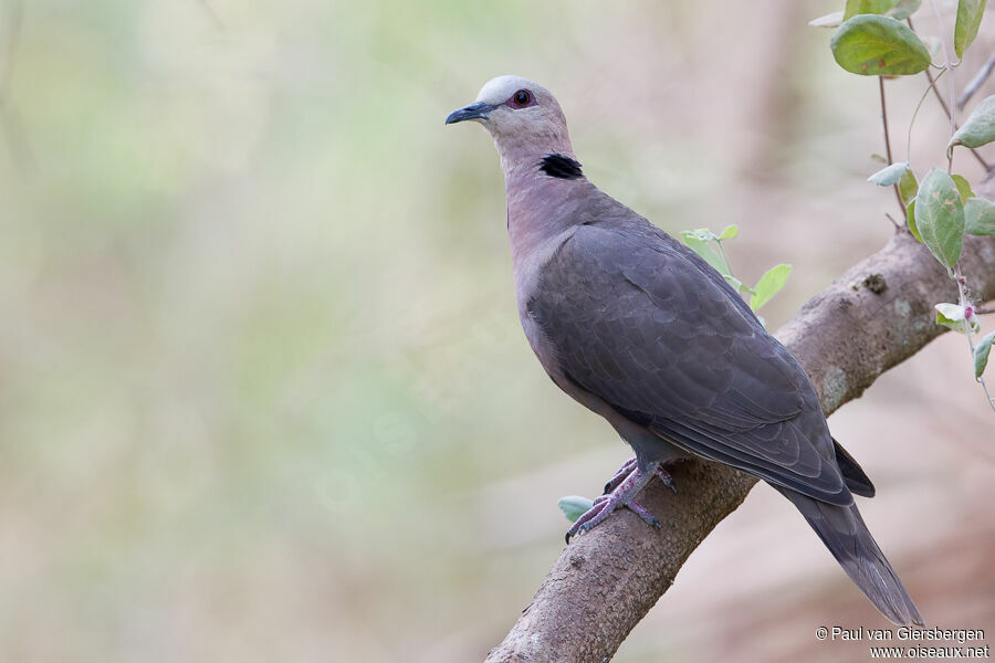 Red-eyed Doveadult