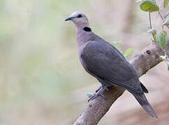 Red-eyed Dove