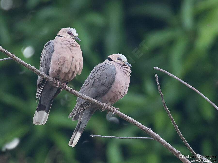 Red-eyed Dove