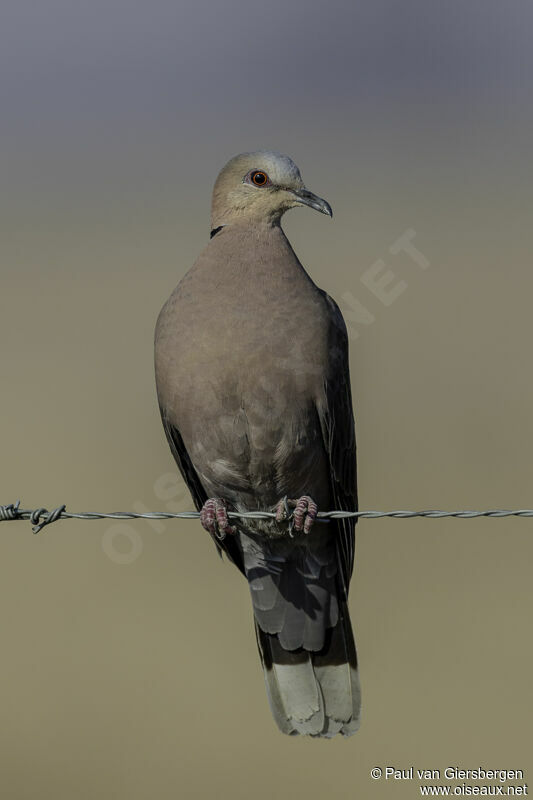 Red-eyed Doveadult