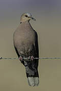 Red-eyed Dove