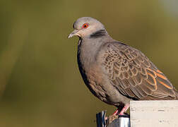 Dusky Turtle Dove