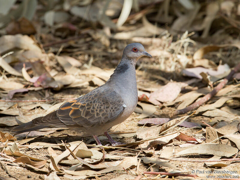 Dusky Turtle Dove