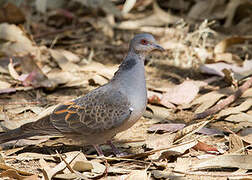 Dusky Turtle Dove